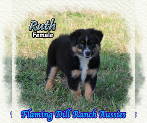 Miniature Australian Shepherd Puppy for sale in FORESTBURG, TX, USA