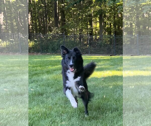 Medium Photo #35 Carolina Dog Puppy For Sale in Highland, IL, USA