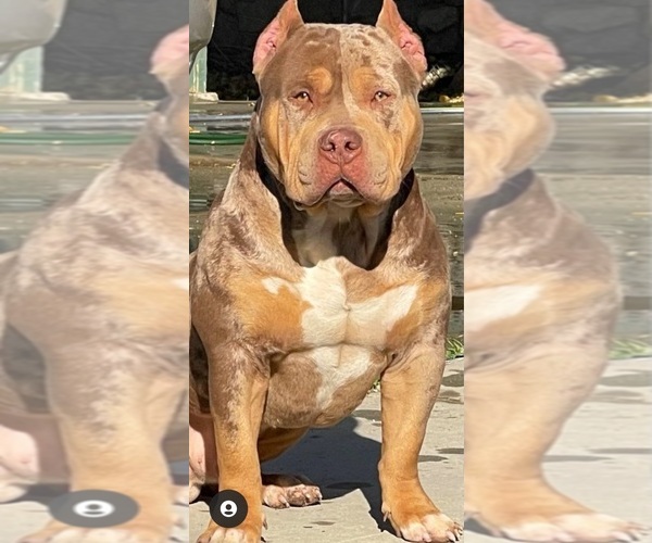Medium Photo #7 American Bully Puppy For Sale in PALMDALE, CA, USA