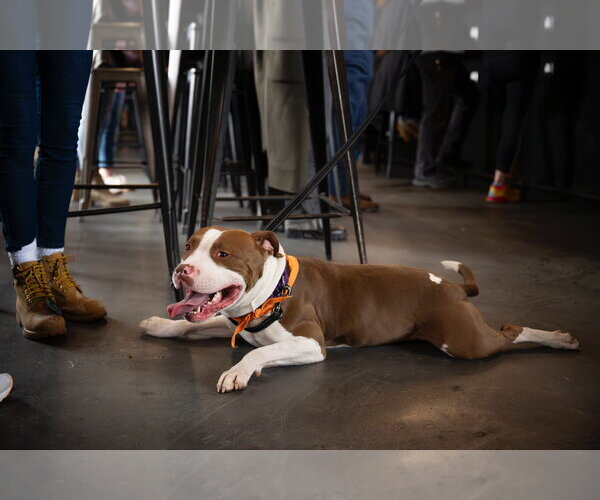 Medium Photo #9 Mutt Puppy For Sale in Alexandria, VA, USA