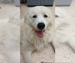 Small #66 Chow Chow-Great Pyrenees Mix