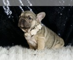 Small #5 French Bulldog
