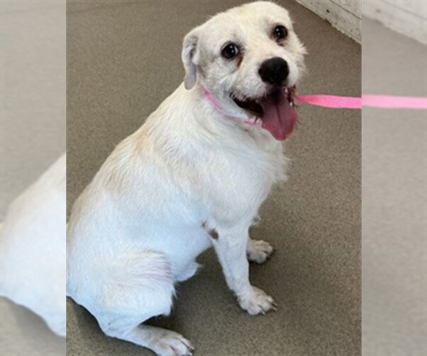 Medium Photo #1 Mutt Puppy For Sale in San Bernardino, CA, USA