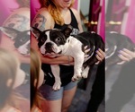 Small Photo #5 Bulldog-Unknown Mix Puppy For Sale in Shermans Dale, PA, USA
