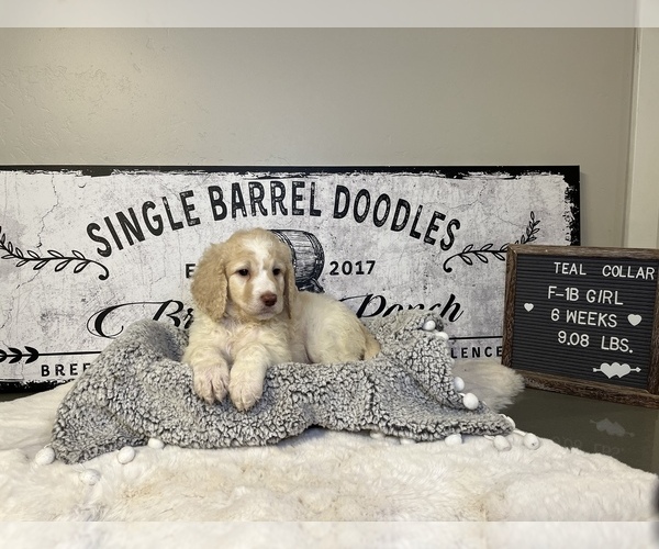 Medium Photo #1 Saint Berdoodle Puppy For Sale in QUEEN CREEK, AZ, USA