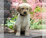 Small Photo #6 Golden Retriever Puppy For Sale in EAST EARL, PA, USA