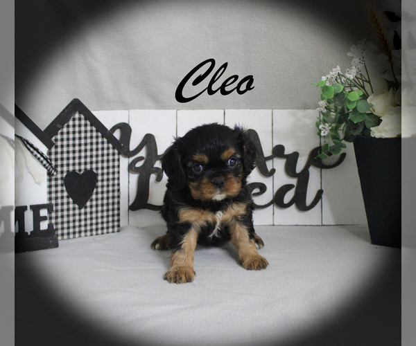 Medium Photo #1 Cavalier King Charles Spaniel Puppy For Sale in CHANUTE, KS, USA