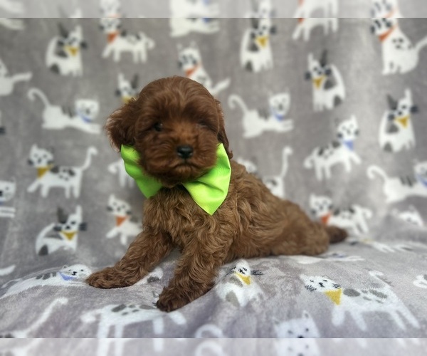 Medium Photo #9 Cavapoo Puppy For Sale in LAKELAND, FL, USA