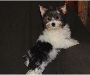 Yorkshire Terrier Puppy for Sale in CASSVILLE, Missouri USA