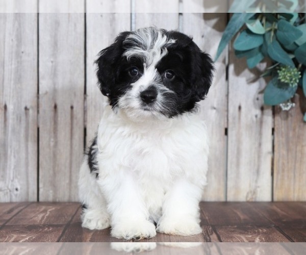 Medium Photo #2 Lhasa-Poo Puppy For Sale in MOUNT VERNON, OH, USA