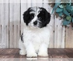 Small Photo #2 Lhasa-Poo Puppy For Sale in MOUNT VERNON, OH, USA