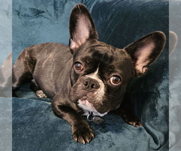 Medium Photo #3 French Bulldog-Unknown Mix Puppy For Sale in Oakhurst, NJ, USA
