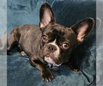 Small #2 French Bulldog Mix