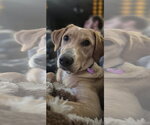 Small Photo #4 Labrador Retriever-Unknown Mix Puppy For Sale in Aurora, CO, USA