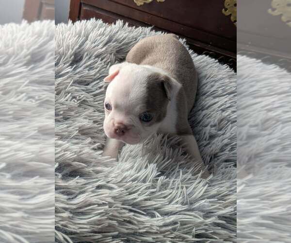 Medium Photo #2 Boston Terrier Puppy For Sale in GONIC, NH, USA