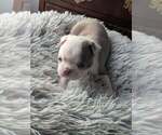 Small #1 Boston Terrier