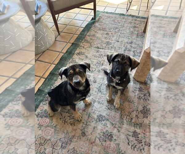 Medium Photo #8 Mutt Puppy For Sale in Dana Point, CA, USA