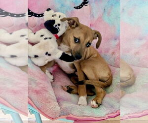 Mutt Dogs for adoption in Mooresville, NC, USA