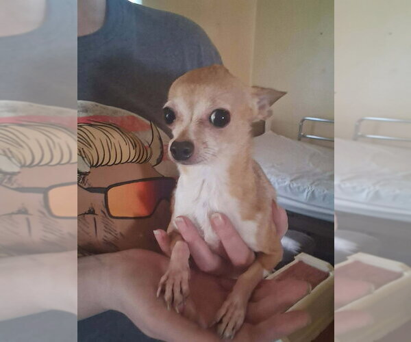 Medium Photo #3 Chihuahua-Unknown Mix Puppy For Sale in Mooresville, NC, USA