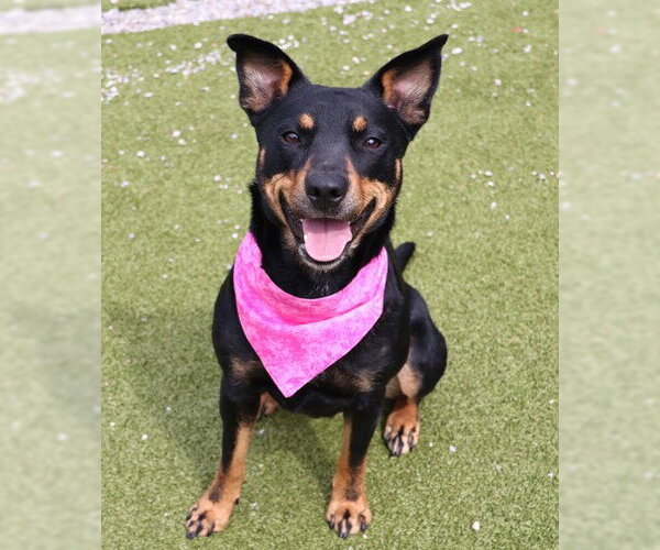 Medium Photo #1 Australian Kelpie-Unknown Mix Puppy For Sale in Rockaway, NJ, USA