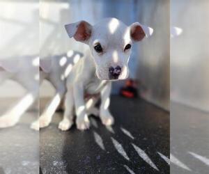 American Staffordshire Terrier-Unknown Mix Dogs for adoption in San Antonio, TX, USA