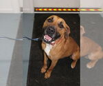 Small #7 Boxer Mix