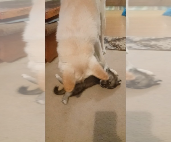 Medium Photo #17 Gerberian Shepsky Puppy For Sale in EDMORE, MI, USA