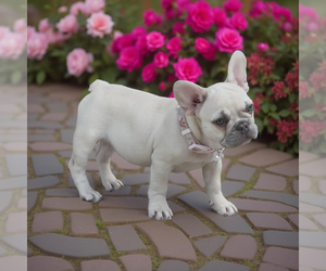 French Bulldog Puppy for sale in LAKE CITY, FL, USA