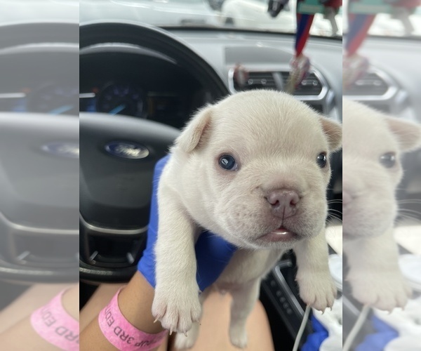 Medium Photo #11 French Bulldog Puppy For Sale in SAN BERNARDINO, CA, USA