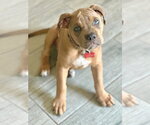 Small #16 American Staffordshire Terrier Mix