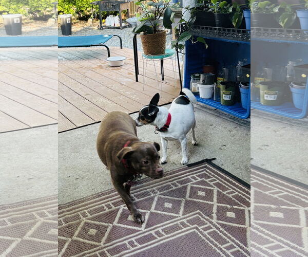 Medium Photo #7 Pug-Unknown Mix Puppy For Sale in Mount Laurel, NJ, USA