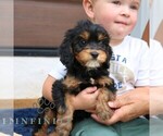 Small #4 Cavalier King Charles Spaniel-Goldendoodle Mix