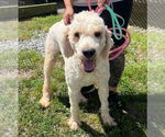 Small #3 Labradoodle