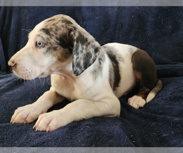 Medium Photo #5 Catahoula Leopard Dog Puppy For Sale in CUMBY, TX, USA