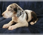 Small #4 Catahoula Leopard Dog