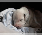 Small Photo #6 Dalmatian Puppy For Sale in ROGERS, MN, USA