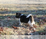 Small Photo #17 Akita Puppy For Sale in STRAFFORD, MO, USA