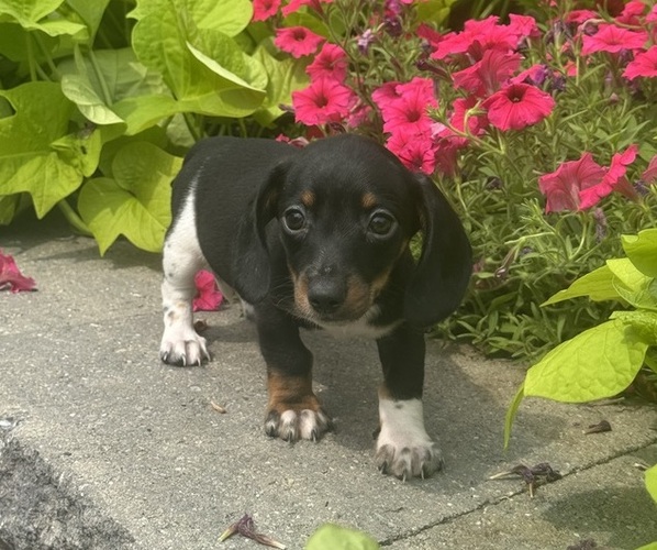 Medium Photo #2 Dachshund Puppy For Sale in CANOGA, NY, USA