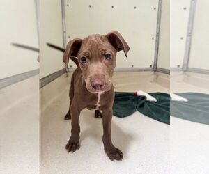 Mutt Dogs for adoption in Sanford, FL, USA