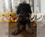 Yorkipoo puppie - Male Yorkipoo Puppy for Sale - Photo #23