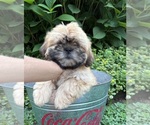 Small #1 Shih Tzu