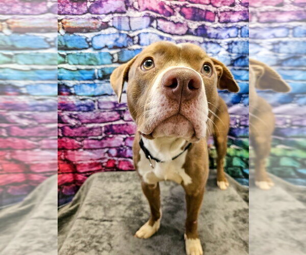 Medium Photo #3 Mutt Puppy For Sale in Gloversville, NY, USA