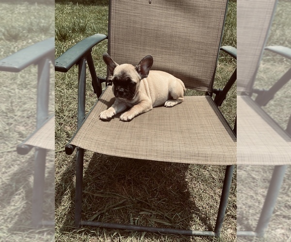 Medium Photo #12 French Bulldog Puppy For Sale in PALMETTO, GA, USA