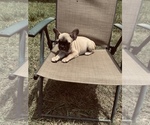 Small Photo #12 French Bulldog Puppy For Sale in PALMETTO, GA, USA
