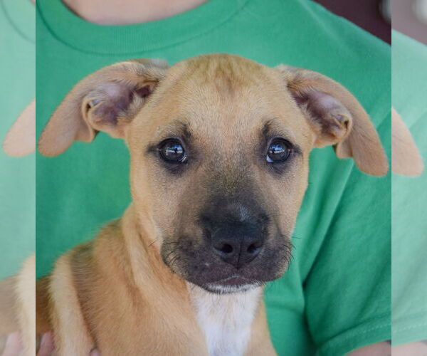 Medium Photo #5 Boxer-German Shepherd Dog Mix Puppy For Sale in Huntley, IL, USA