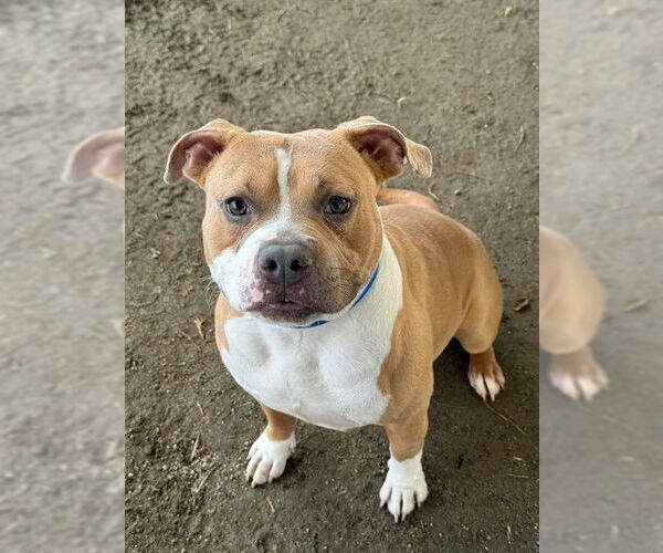 Medium Photo #1 Mutt Puppy For Sale in Riverside, CA, USA