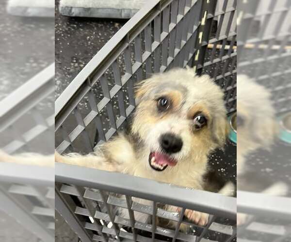 Medium Photo #3 Mutt Puppy For Sale in Jackson Township, NJ, USA