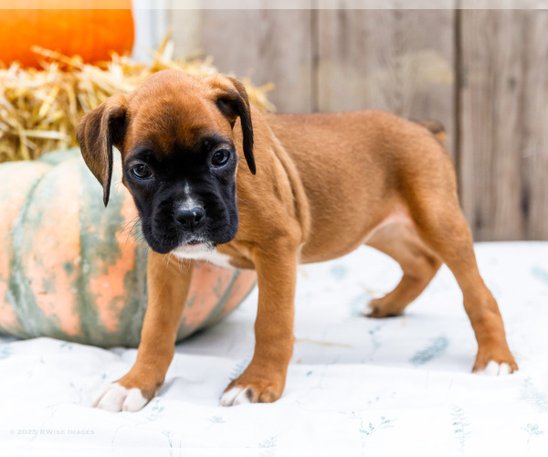 Medium Photo #3 Boxer Puppy For Sale in WAKARUSA, IN, USA