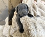 Small #7 Labrador Retriever