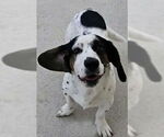 Small #1 Bagle Hound